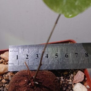 1Diоscorea elephantipes K 5620