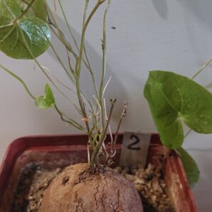 2 Dioscorea elephantipes K 5620