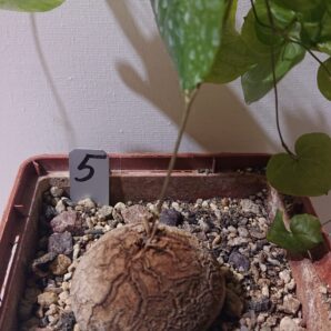 5 Dioscorea elephantipes K5620