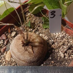 3 Dioscorea elephantipes K 5620