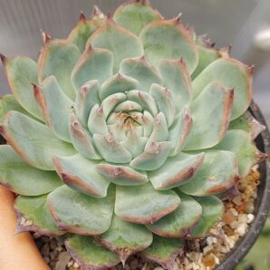 Echeveria chihuahuaensis Ruby Blush