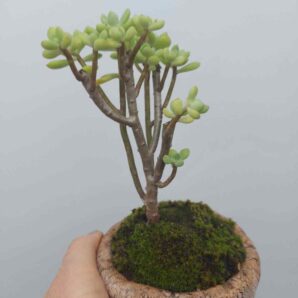 Echeveria sedoides
