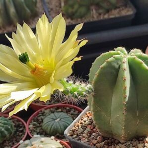 Echinocereus subinermis