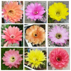 Насіння Echinopsis hybrid MIX