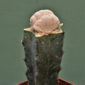 epithelantha-bokei-cristata-jcampocoah.-2