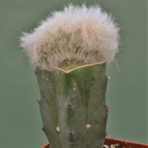 espostoa-lanata-cristata-1