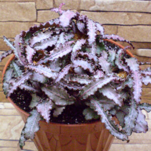 Euphorbia francoisii (дорослий екземпляр)