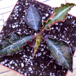 Euphorbia francoisii №28