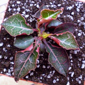 Euphorbia francoisii №30