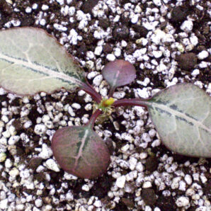 Euphorbia francoisii №33