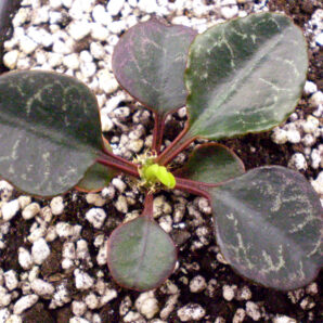 Euphorbia francoisii №35