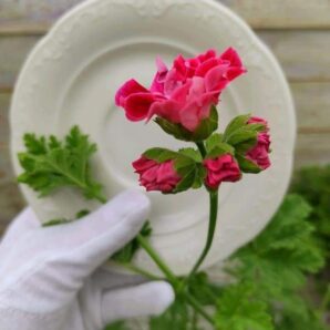 Pelargonium `Mons Ninon` (fragrant!) (яскраво запашна) (D pl.=10)-3015(299)