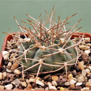 gymnocalycium-armatum-jo600-2