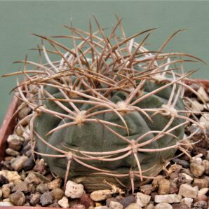 gymnocalycium-armatum-jo600-3