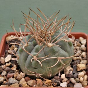 gymnocalycium-armatum-jo600-4