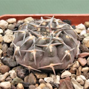 gymnocalycium-kozelskyanum-2