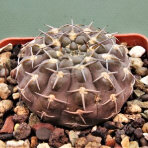 gymnocalycium-kozelskyanum-3.