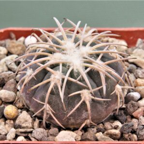 gymnocalycium-spegazzinii-el.-obelisco-1