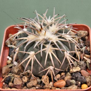 gymnocalycium-spegazzinii-el.-obelisco-3.