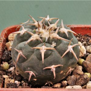 gymnocalycium-spegazzinii-v.-unguispinum-sl-44b-1