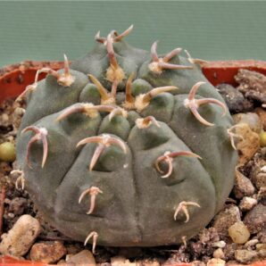 gymnocalycium-spegazzinii-v.-unguispinum-sl-44b-2.