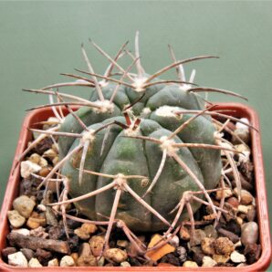gymnocalycium-tillianum.