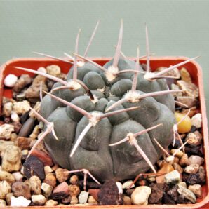 gymnocalycium-vatterii-v.-atltautinense-1