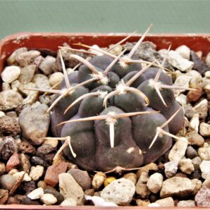 gymnocalycium-vatterii-v.-atltautinense-2