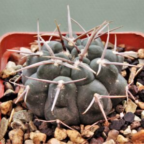 gymnocalycium-vatterii-v.-atltautinense-3.