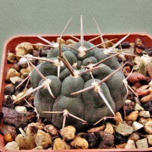 gymnocalycium-vatterii-v.-atltautinense-4.