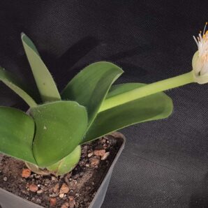 Haemanthus albiflos