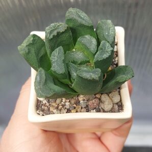 Haworhia maughanii hybrid