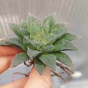 Haworthia cooperi v. venusta hybrid
