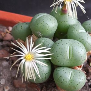 Conophytum truncatum