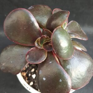 Echeveria Red Ball cristata