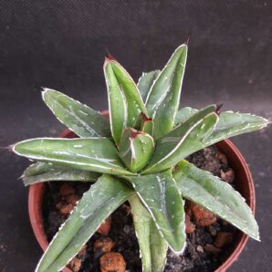 Agave Victoria reginae mini clone