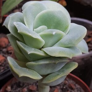 Crassula ovata Silver dollar
