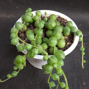 Senecio rowleyanus