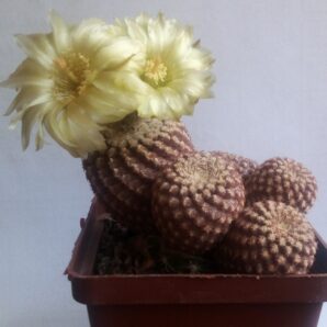 Насіння Thelocephala glabrescens IDD1916