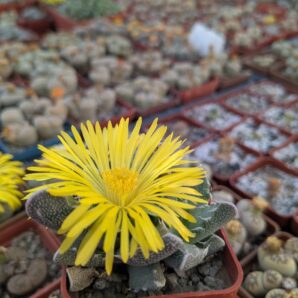 Faucaria bosscheana