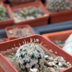 Mammillaria duwei