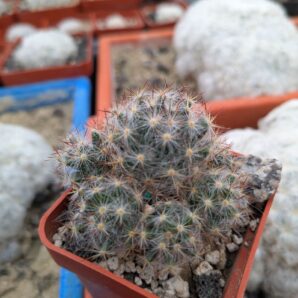 Mammillaria prolifera