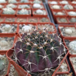 Pseudolobivia hybrid