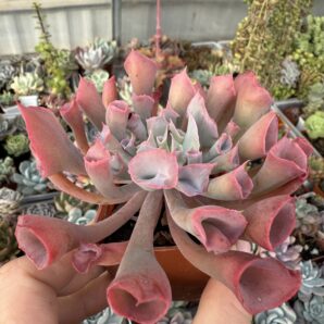 Echeveria Trumpet Pinky