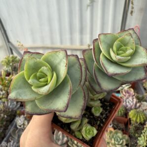 Crassula Perforata Giant form