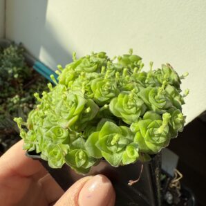 Crassula socialis