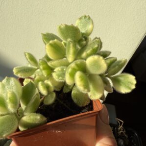 Cotyledon tomentosa variegata