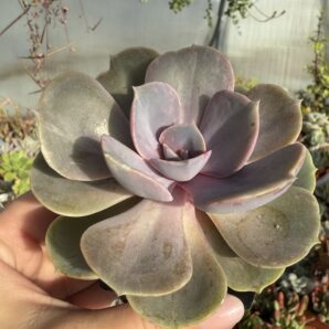 Echeveria Perle von Nurnberg var.