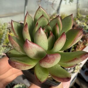 Echeveria agavoides Cristmas