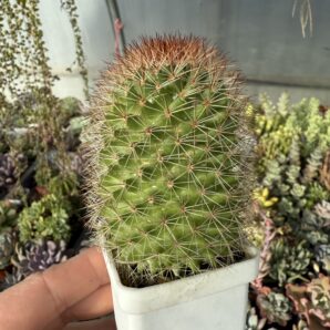Mammillaria spinosissima